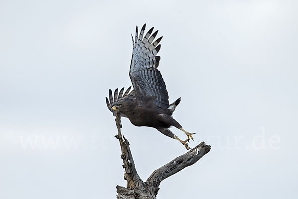 Bandschlangenadler (Circaetus cinerascens)