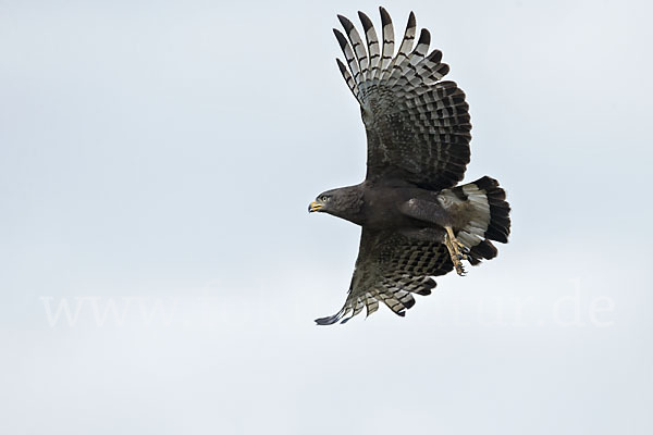 Bandschlangenadler (Circaetus cinerascens)