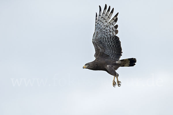 Bandschlangenadler (Circaetus cinerascens)