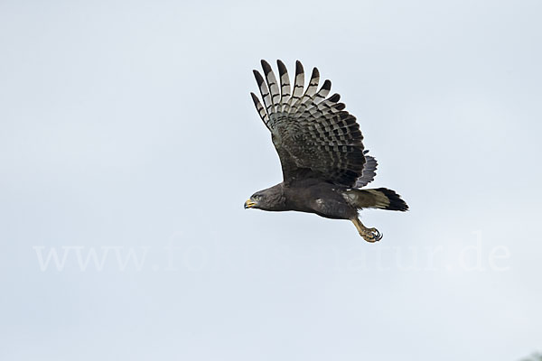 Bandschlangenadler (Circaetus cinerascens)