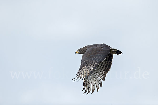 Bandschlangenadler (Circaetus cinerascens)