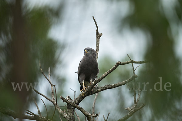 Bandschlangenadler (Circaetus cinerascens)