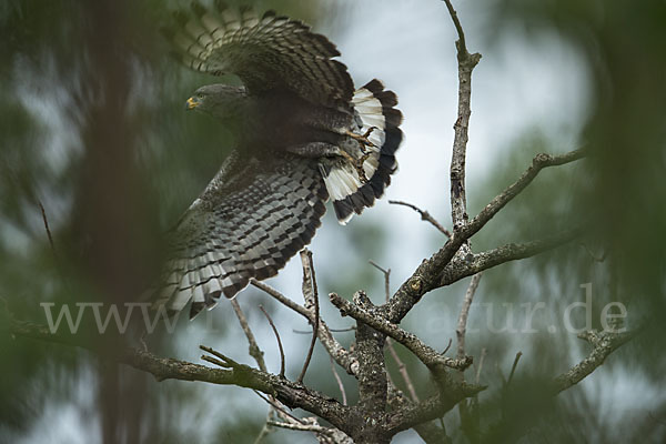 Bandschlangenadler (Circaetus cinerascens)