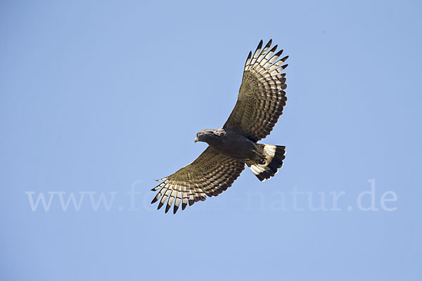 Bandschlangenadler (Circaetus cinerascens)