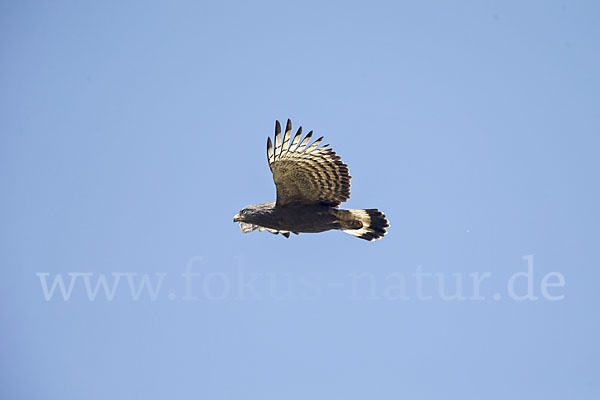 Bandschlangenadler (Circaetus cinerascens)