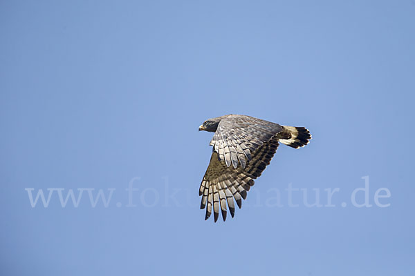 Bandschlangenadler (Circaetus cinerascens)