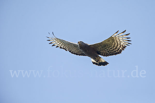 Bandschlangenadler (Circaetus cinerascens)