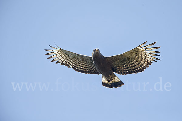 Bandschlangenadler (Circaetus cinerascens)