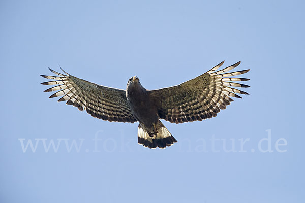 Bandschlangenadler (Circaetus cinerascens)
