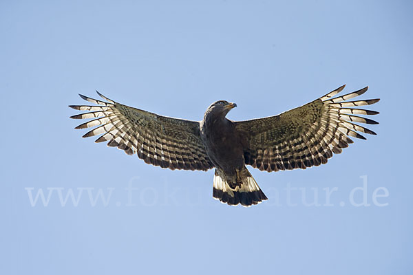 Bandschlangenadler (Circaetus cinerascens)