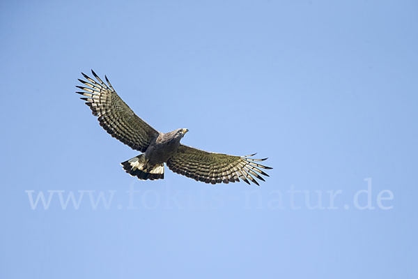 Bandschlangenadler (Circaetus cinerascens)