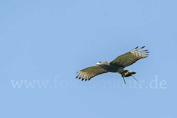 Bandschlangenadler (Circaetus cinerascens)