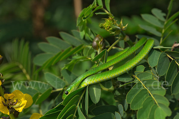 Baquerts Grüne Schlange (Philothamnus bequaerti)