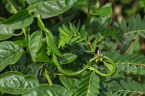 Baquerts Grüne Schlange (Philothamnus bequaerti)