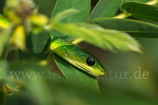 Baquerts Grüne Schlange (Philothamnus bequaerti)