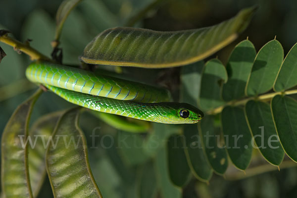 Baquerts Grüne Schlange (Philothamnus bequaerti)