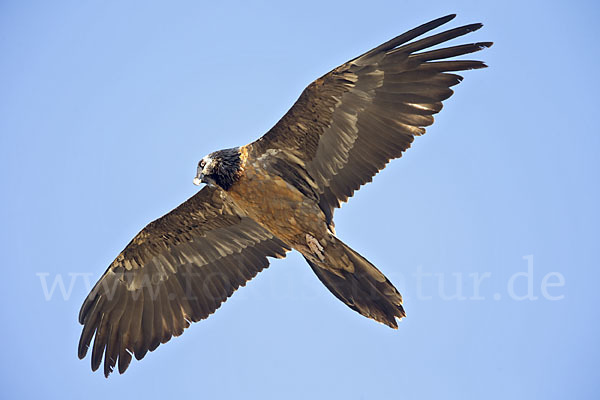 Bartgeier (Gypaetus barbatus)