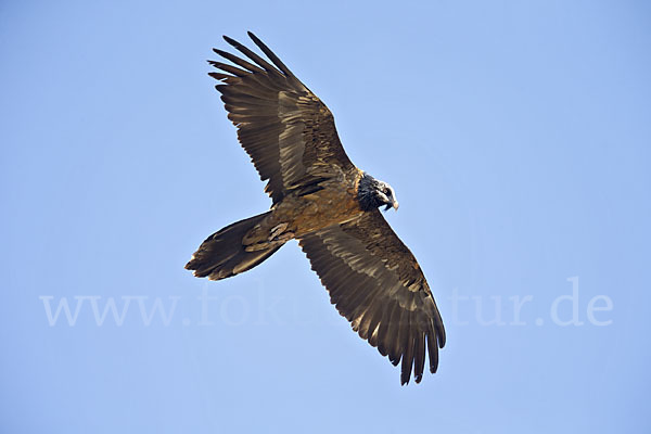 Bartgeier (Gypaetus barbatus)