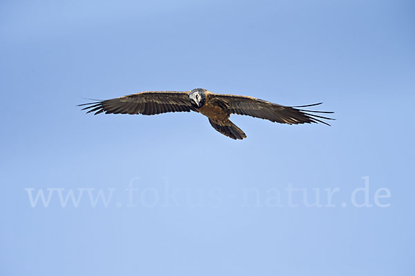 Bartgeier (Gypaetus barbatus)