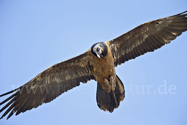 Bartgeier (Gypaetus barbatus)