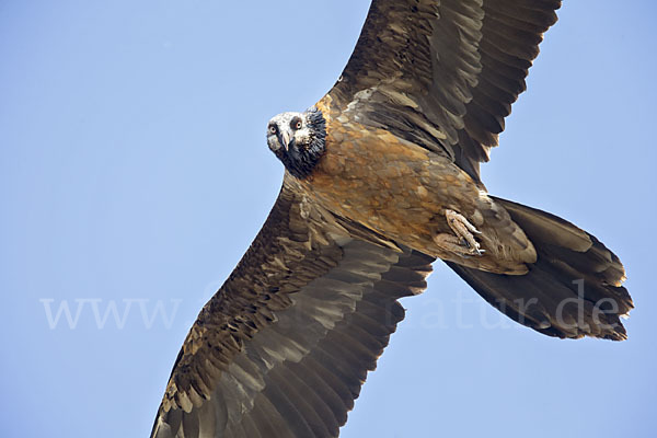 Bartgeier (Gypaetus barbatus)