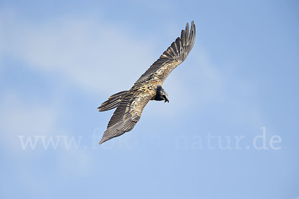 Bartgeier (Gypaetus barbatus)