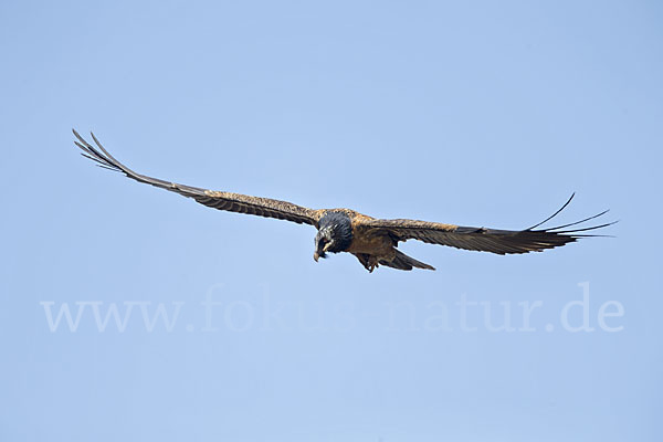 Bartgeier (Gypaetus barbatus)