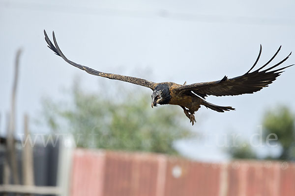 Bartgeier (Gypaetus barbatus)