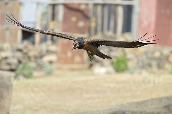 Bartgeier (Gypaetus barbatus)