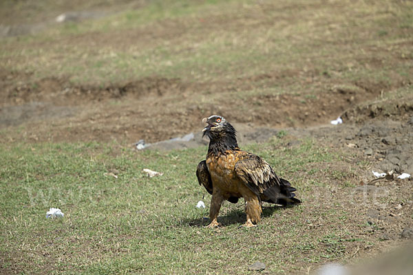 Bartgeier (Gypaetus barbatus)