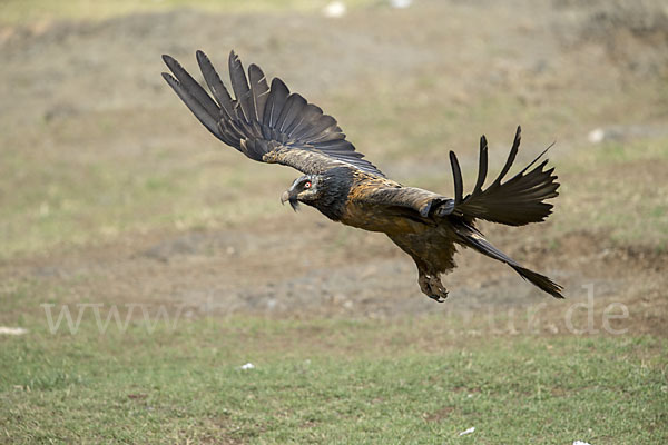 Bartgeier (Gypaetus barbatus)