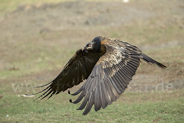 Bartgeier (Gypaetus barbatus)