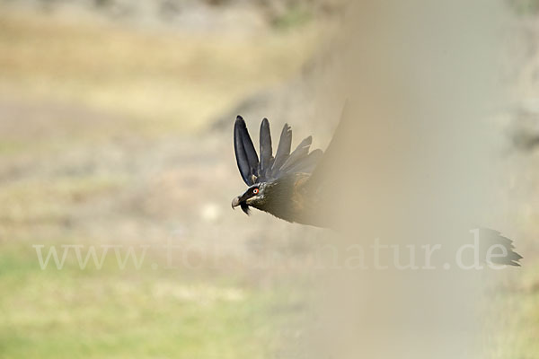 Bartgeier (Gypaetus barbatus)