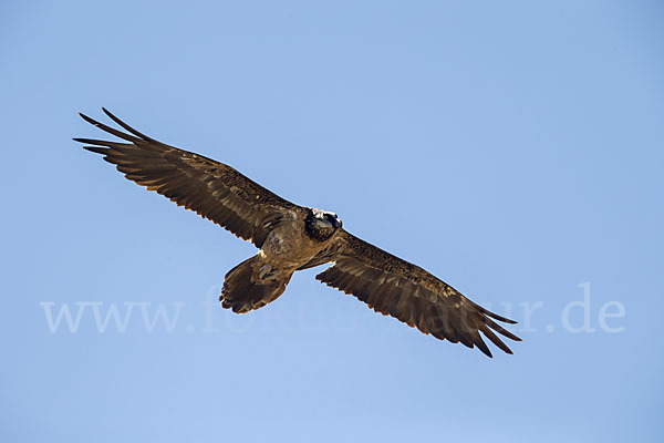 Bartgeier (Gypaetus barbatus)