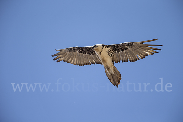 Bartgeier (Gypaetus barbatus)