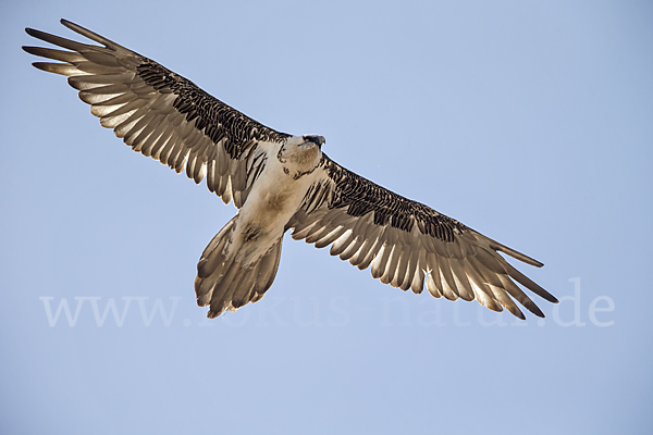 Bartgeier (Gypaetus barbatus)