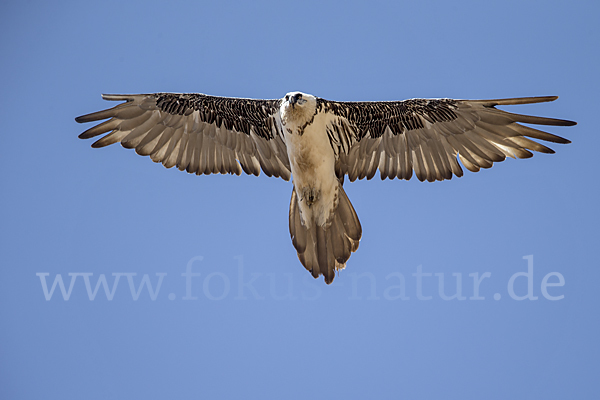 Bartgeier (Gypaetus barbatus)