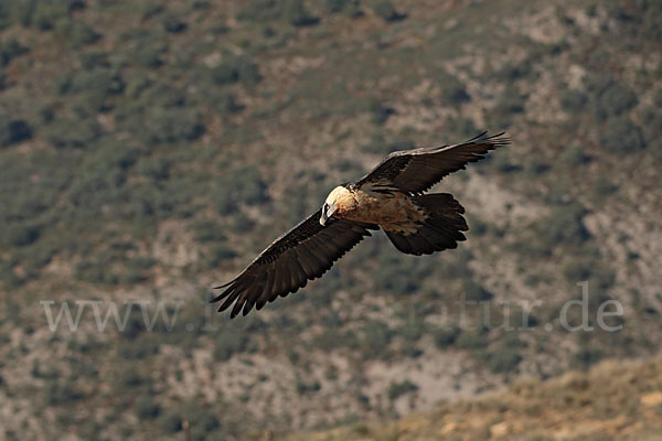 Bartgeier (Gypaetus barbatus)