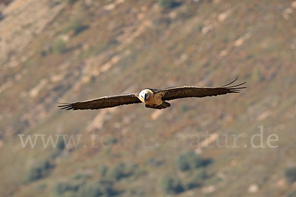 Bartgeier (Gypaetus barbatus)