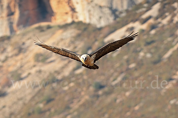 Bartgeier (Gypaetus barbatus)