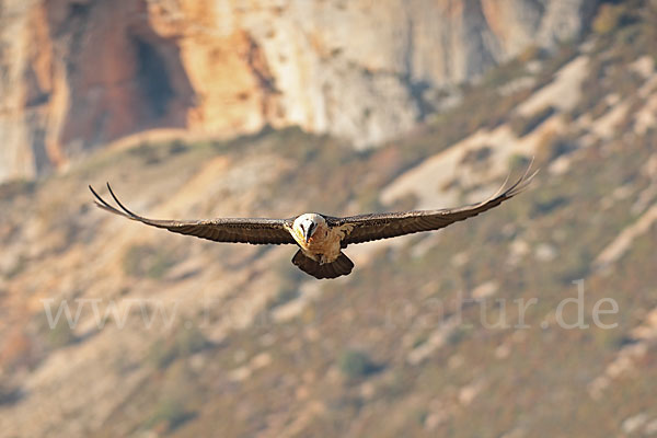 Bartgeier (Gypaetus barbatus)