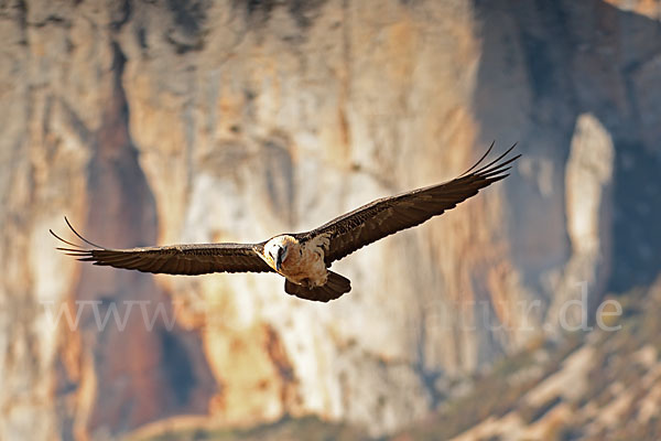 Bartgeier (Gypaetus barbatus)