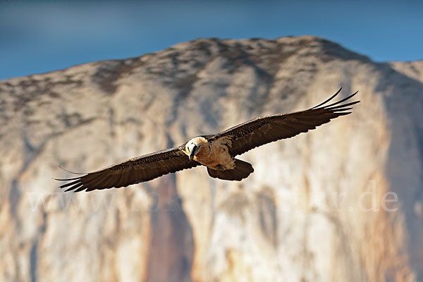 Bartgeier (Gypaetus barbatus)