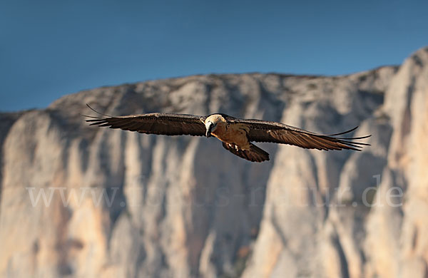 Bartgeier (Gypaetus barbatus)