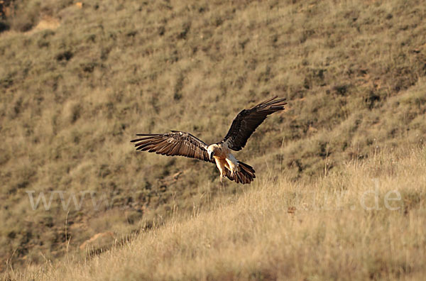 Bartgeier (Gypaetus barbatus)