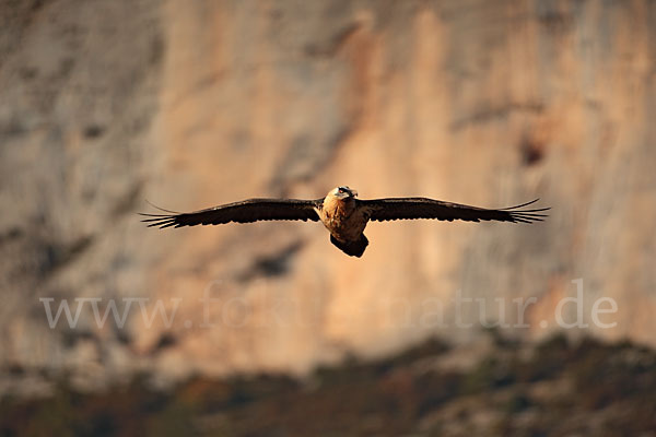 Bartgeier (Gypaetus barbatus)