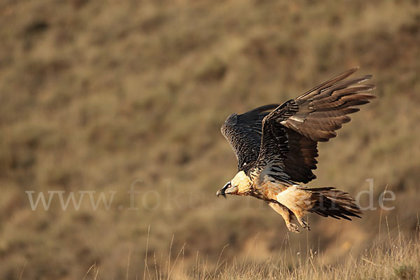 Bartgeier (Gypaetus barbatus)