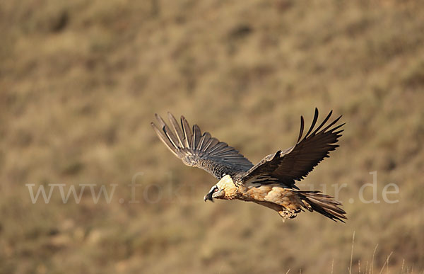 Bartgeier (Gypaetus barbatus)