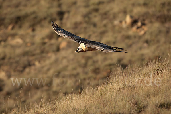 Bartgeier (Gypaetus barbatus)