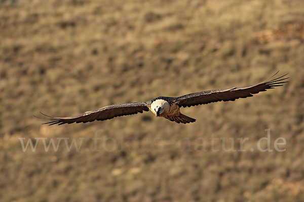 Bartgeier (Gypaetus barbatus)